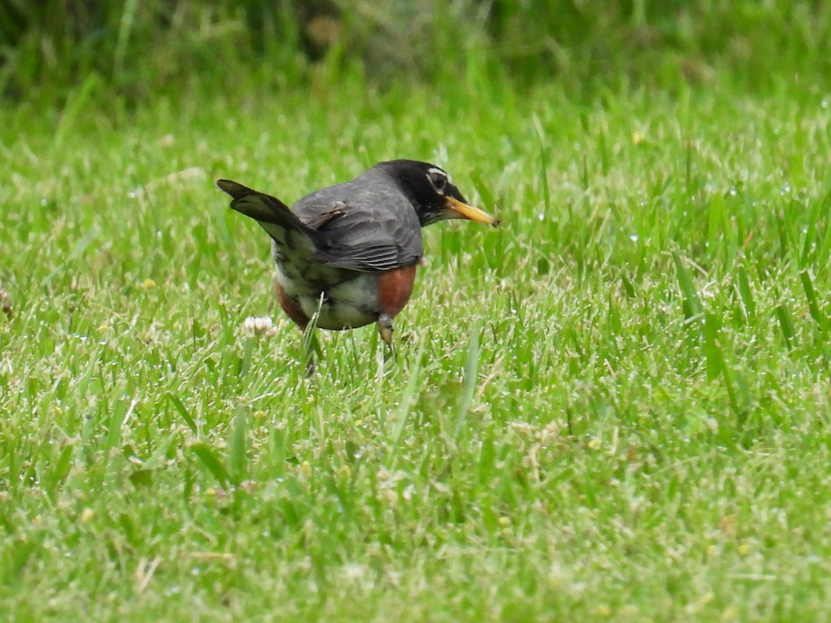 American Robin - ML659811336