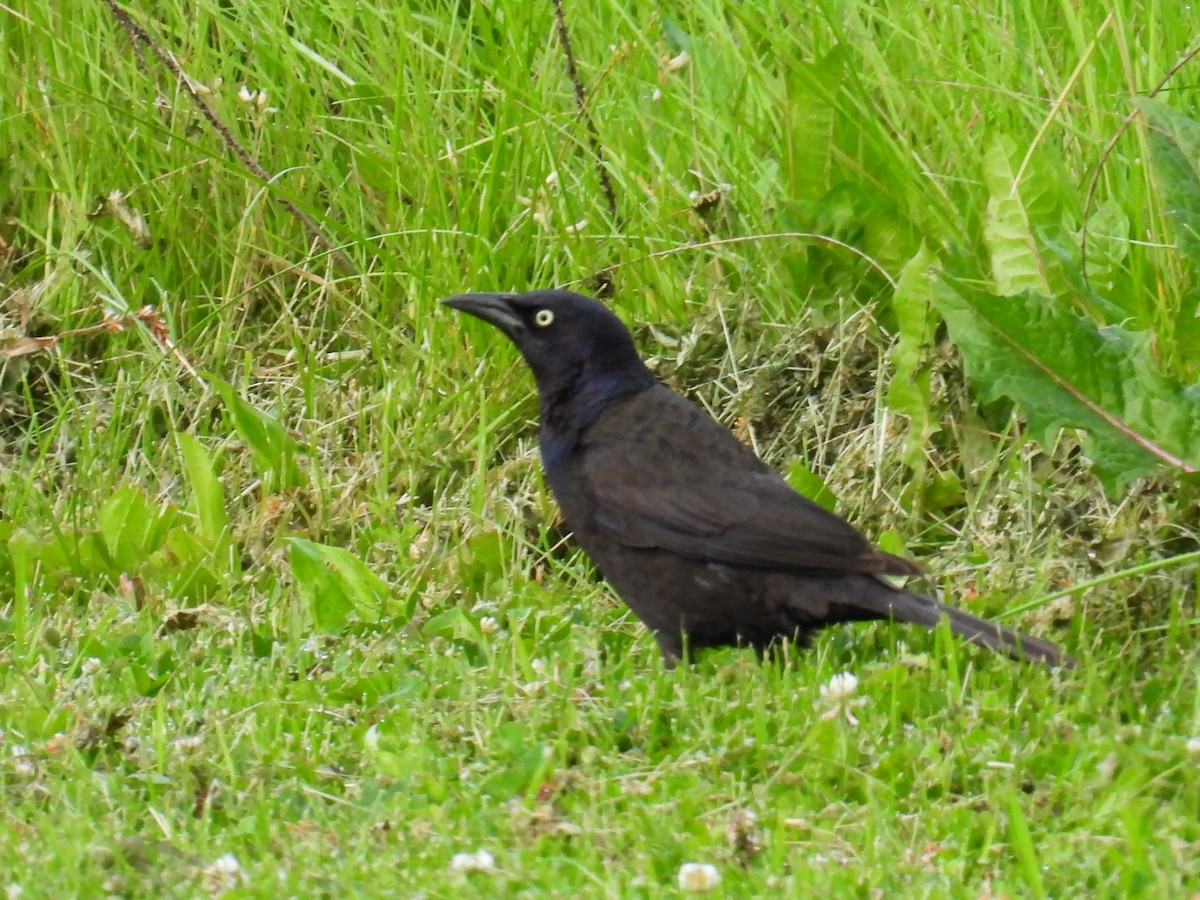 Common Grackle - ML659811356