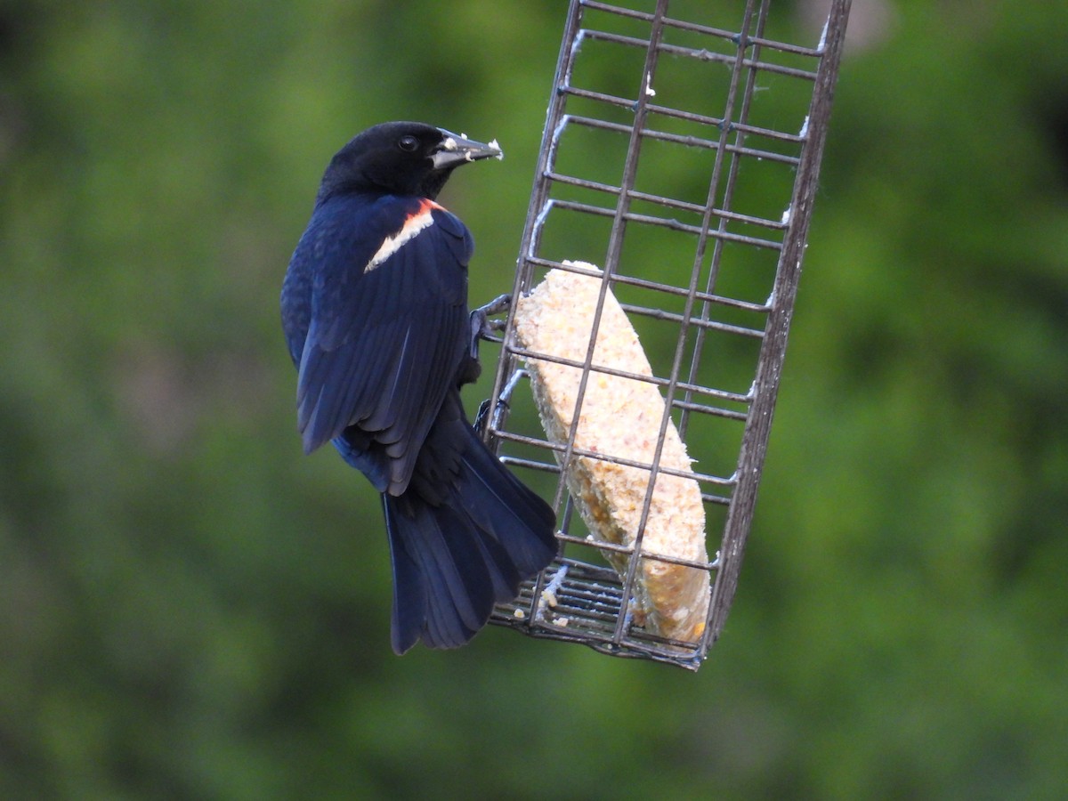 Red-winged Blackbird - ML659811376