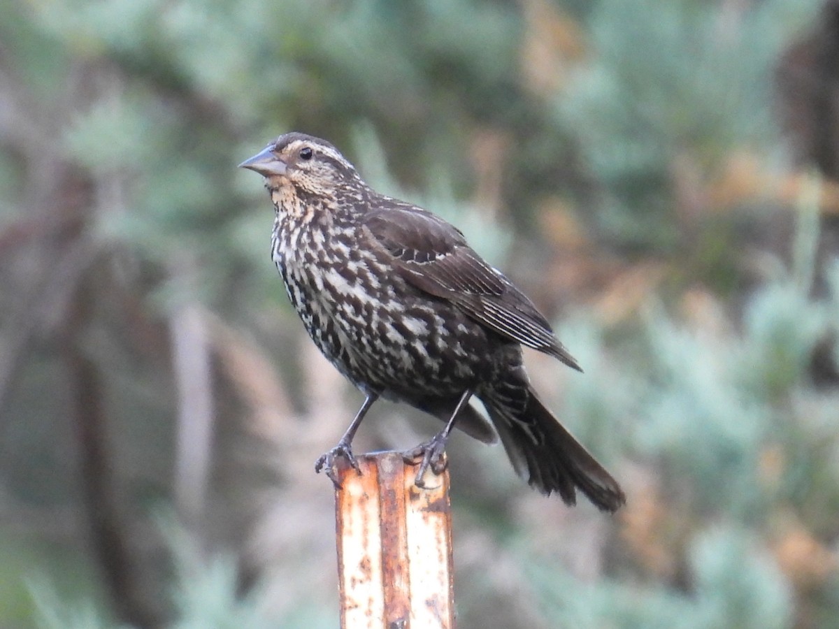 Red-winged Blackbird - ML659811377