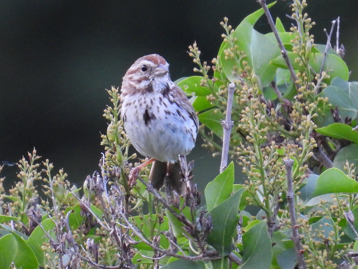 Song Sparrow - ML659811393