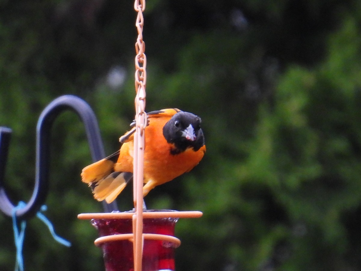 Baltimore Oriole - ML659811414