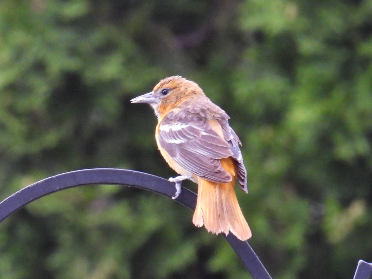 Baltimore Oriole - ML659811415