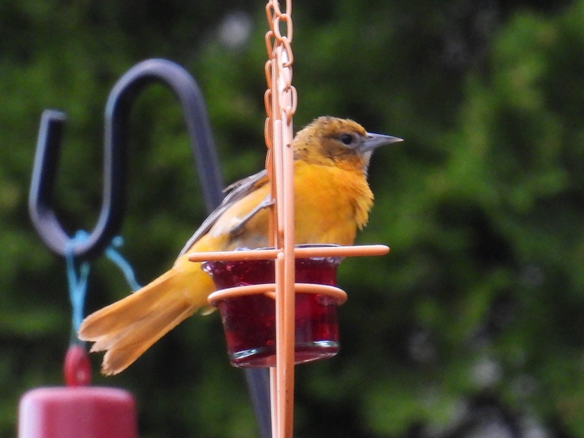 Baltimore Oriole - ML659811416