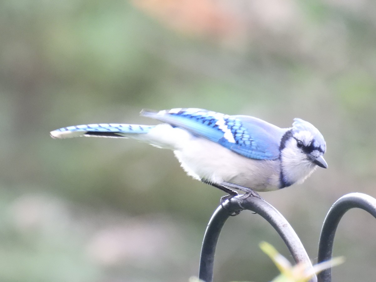 Blue Jay - ML659811443