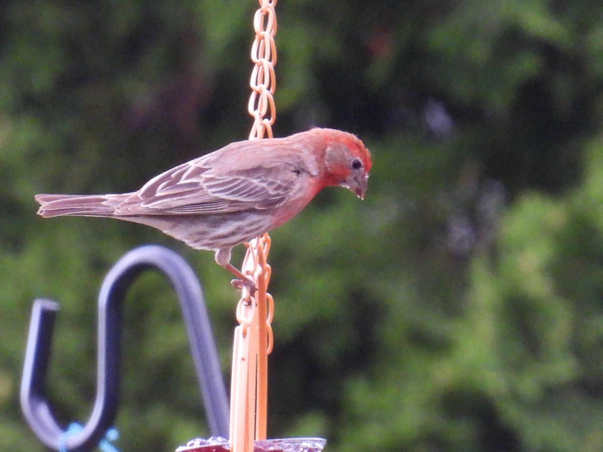 House Finch - ML659811473