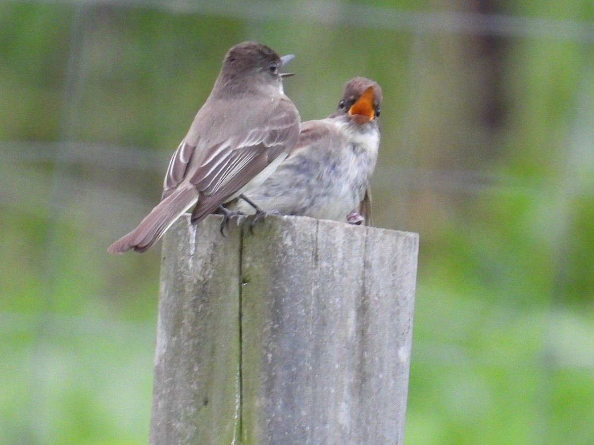 Eastern Phoebe - ML659811489