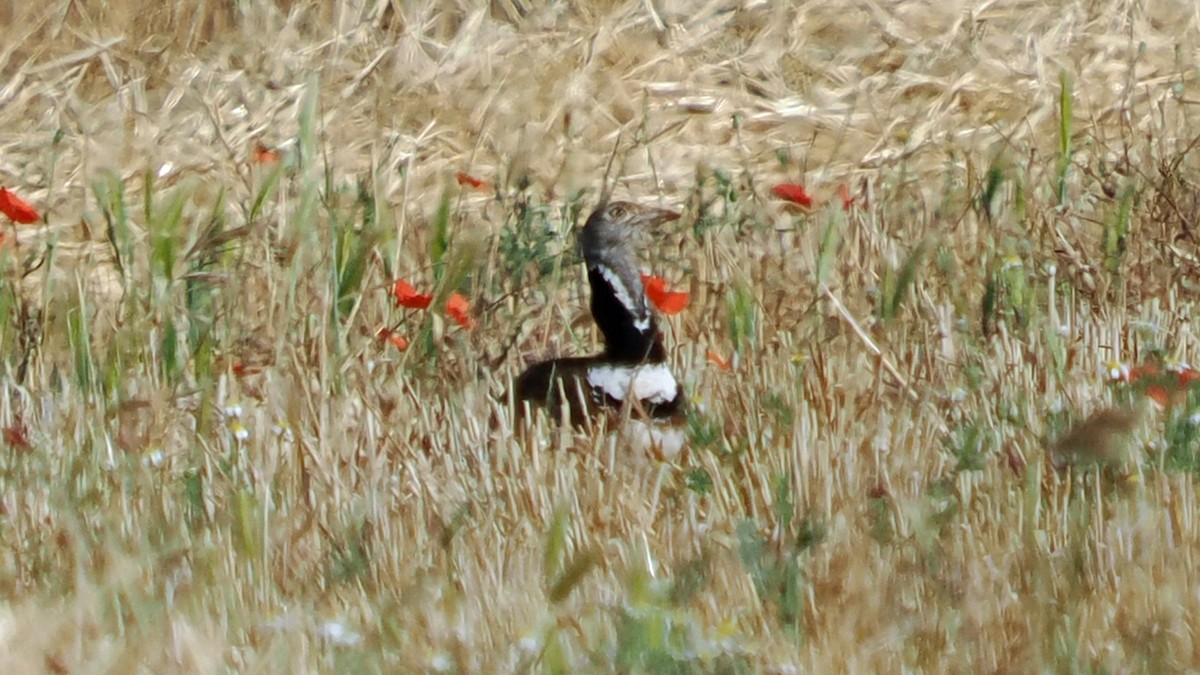 Gallina prataiola - ML659812541