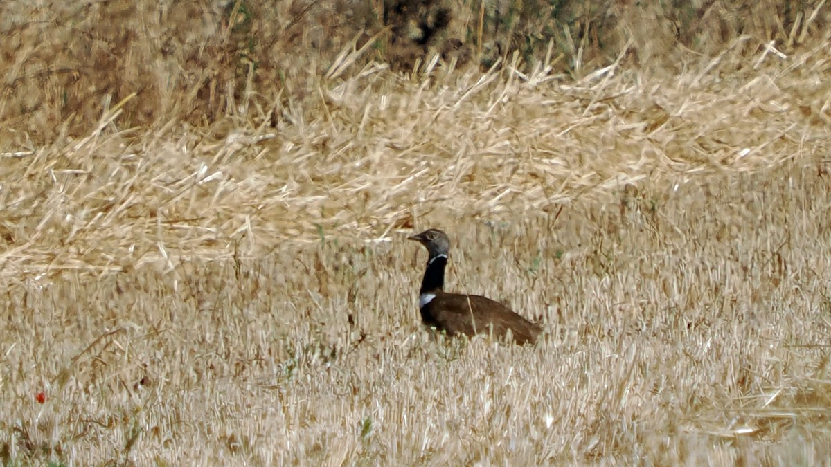 Gallina prataiola - ML659812542