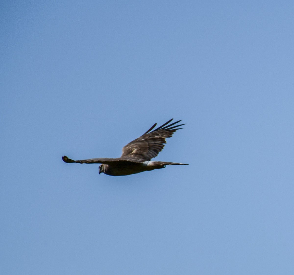 Northern Harrier - ML659813297