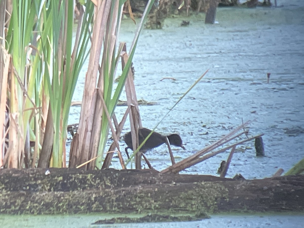 Virginia Rail - ML659813685