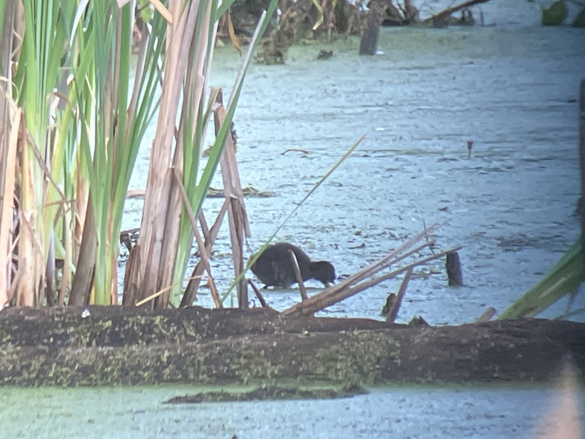Virginia Rail - ML659813687