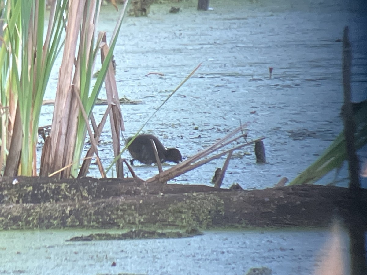 Virginia Rail - ML659813688