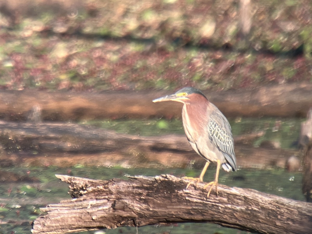 Green Heron - ML659813692