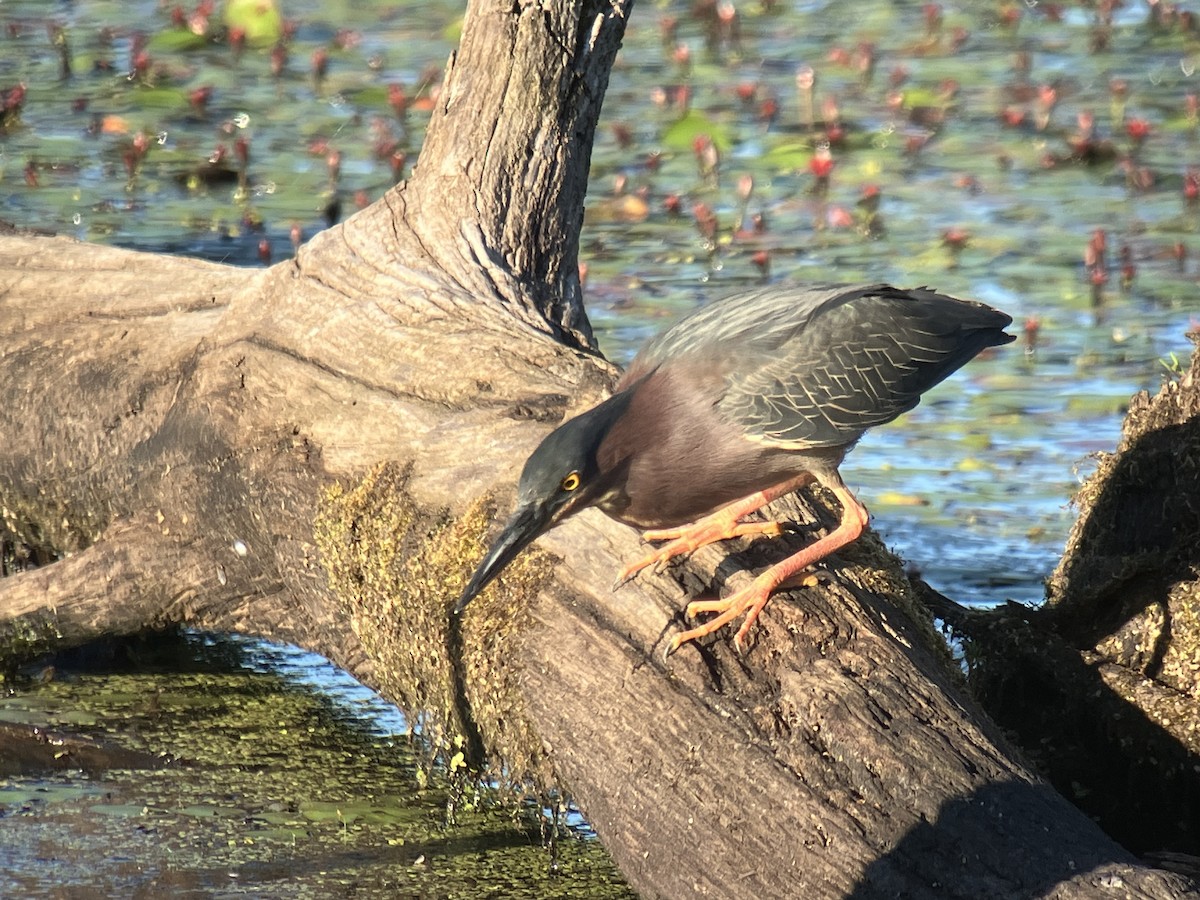 Green Heron - ML659813697