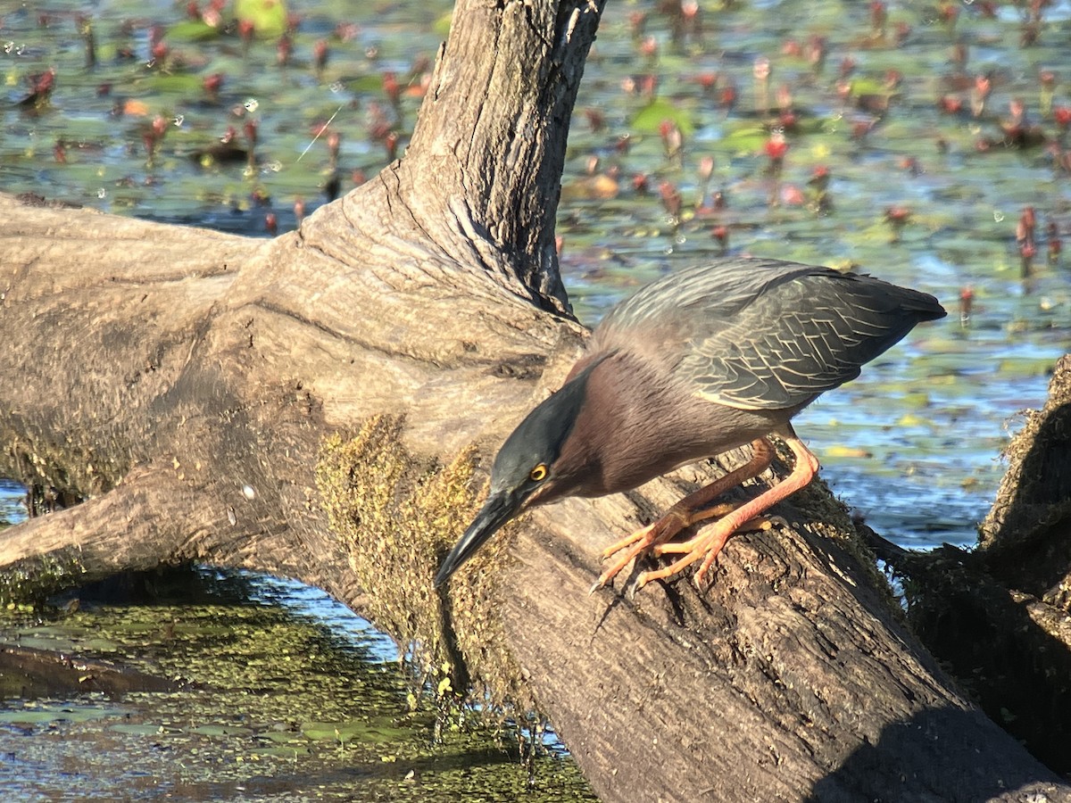 Green Heron - ML659813702