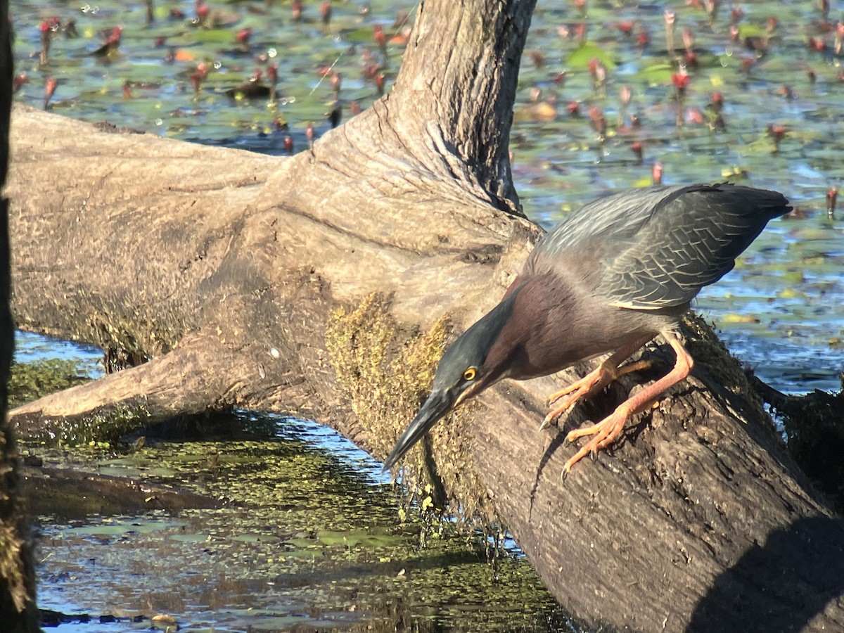 Green Heron - ML659813703