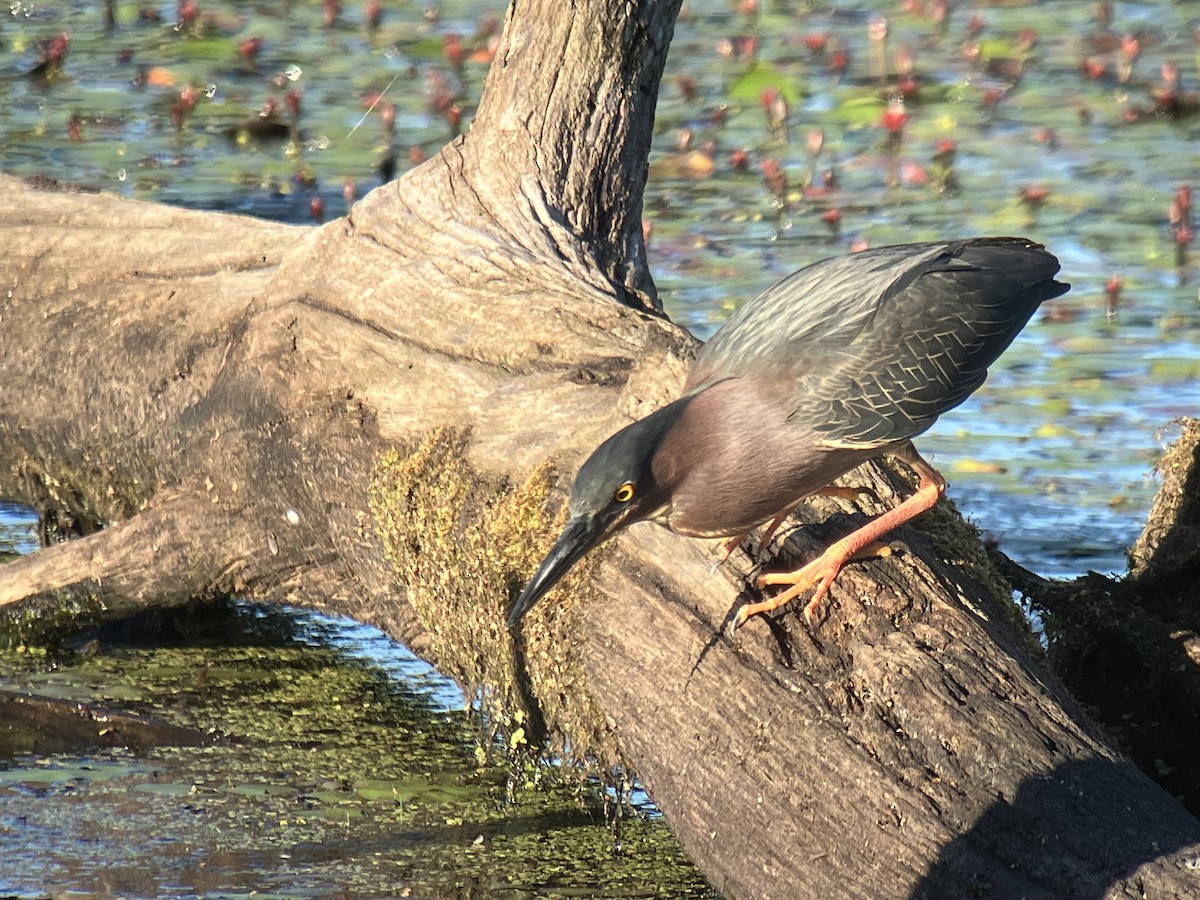 Green Heron - ML659813704
