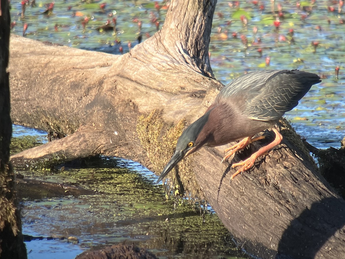 Green Heron - ML659813705