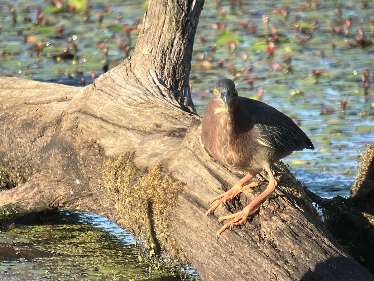 Green Heron - ML659813706
