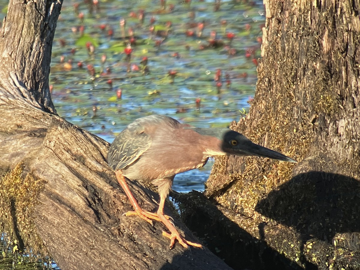 Green Heron - ML659813707