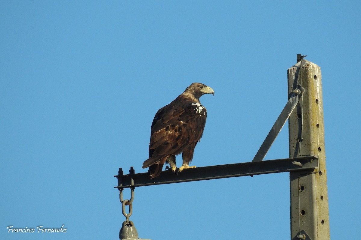 Spanish Eagle - Francisco Fernandes