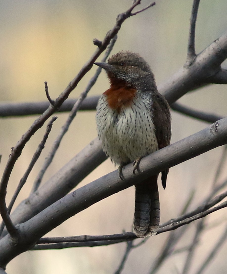 Red-throated Wryneck - ML659815362