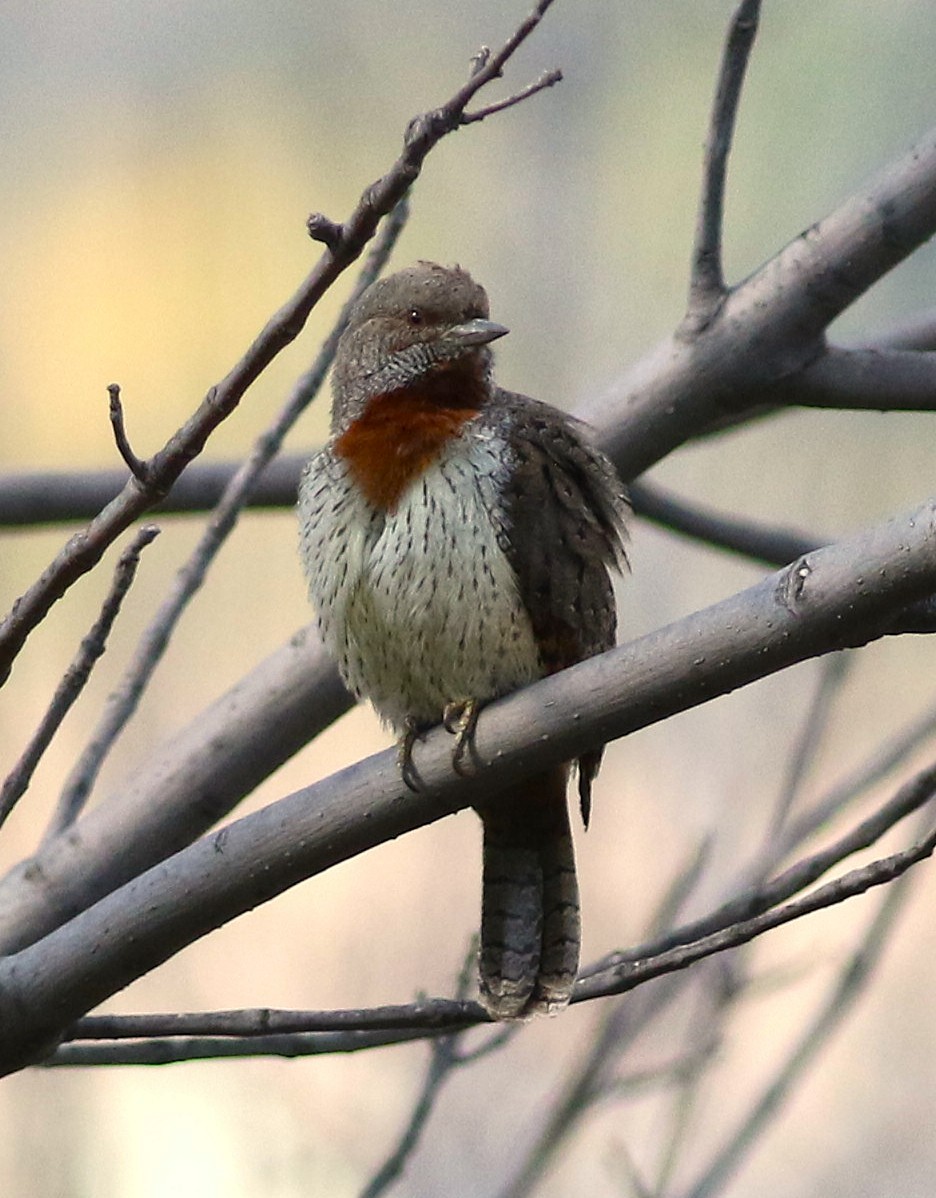 Red-throated Wryneck - ML659815363