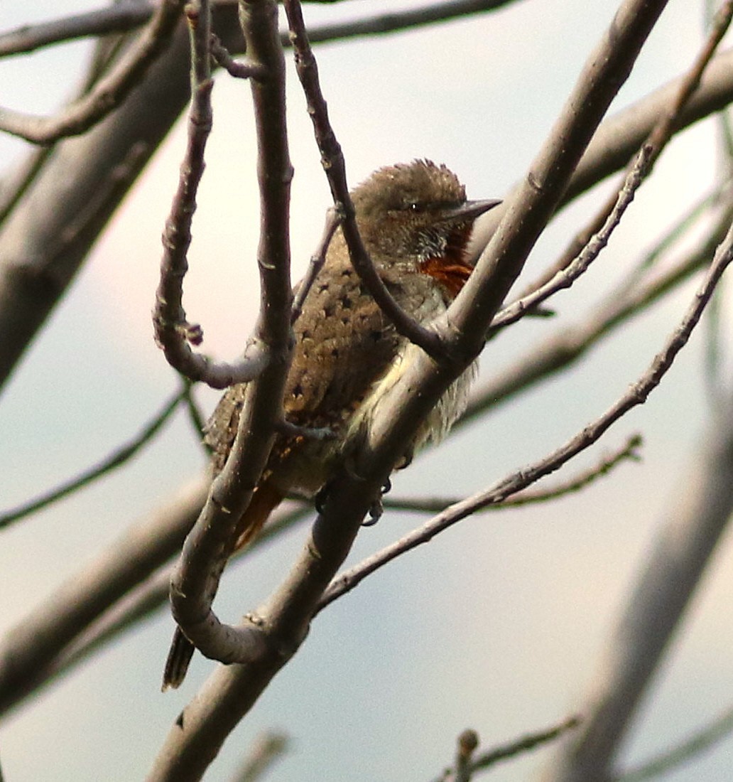 Red-throated Wryneck - ML659815364