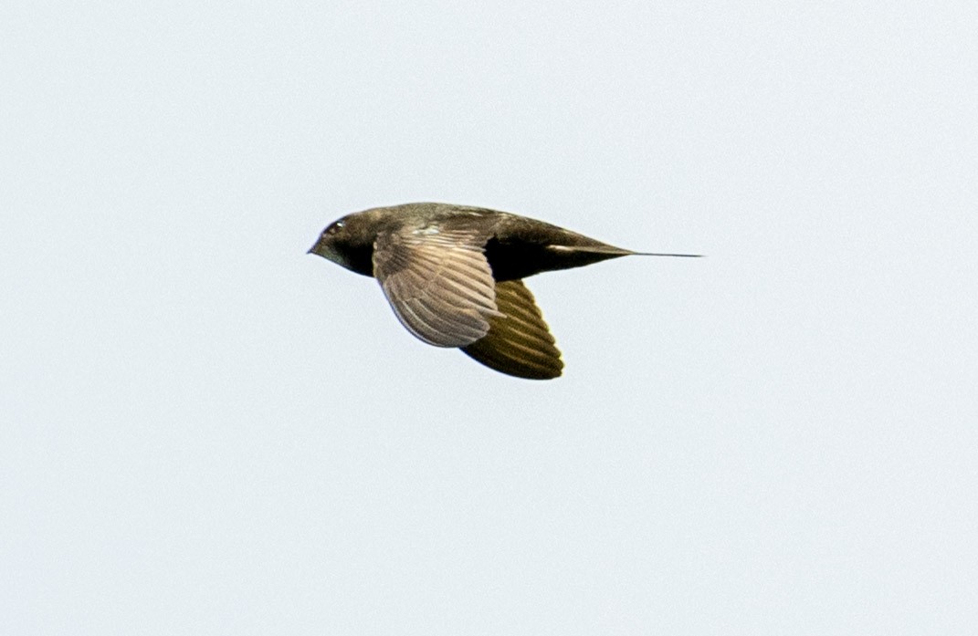 Common Swift - ML659815889