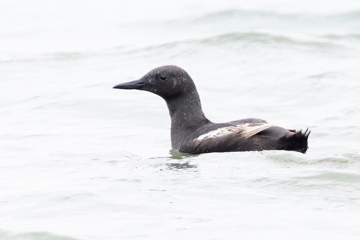 Black Guillemot - ML659816081