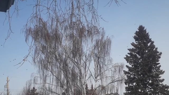 Felsentaube (Straßentaube) - ML659816897
