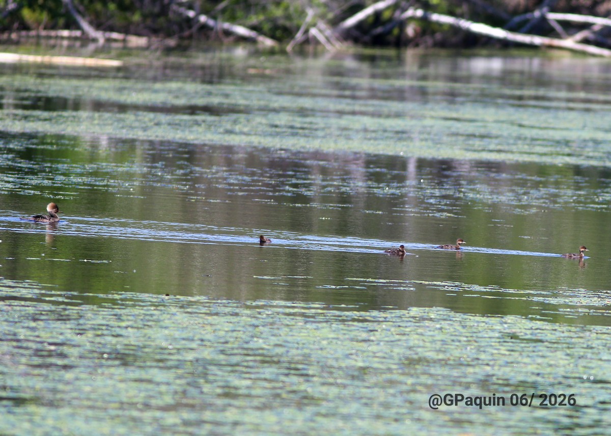 Hooded Merganser - ML659817746