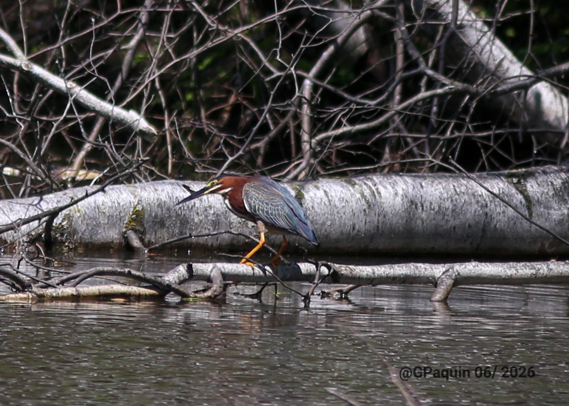 Green Heron - ML659817759