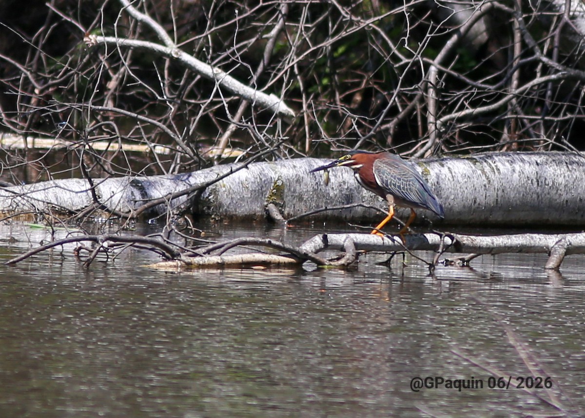 Green Heron - ML659817760