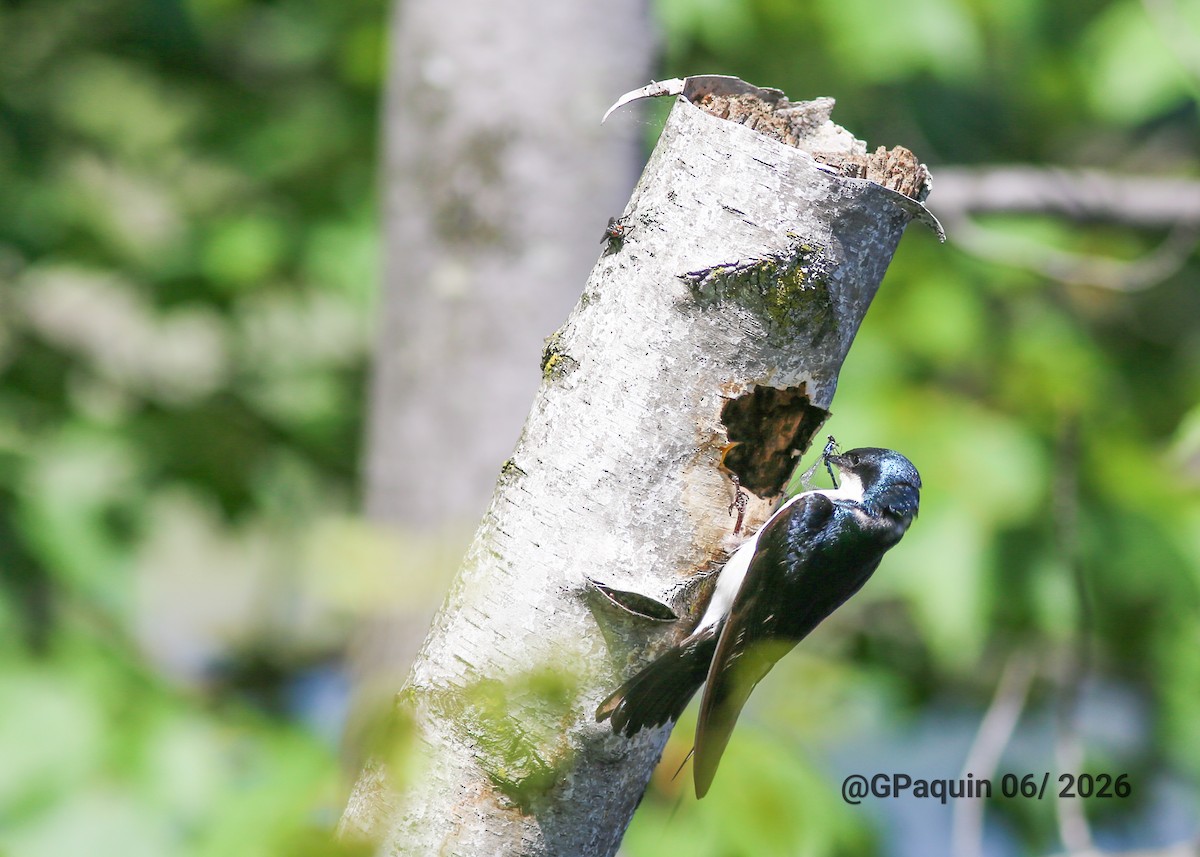 Tree Swallow - ML659817769
