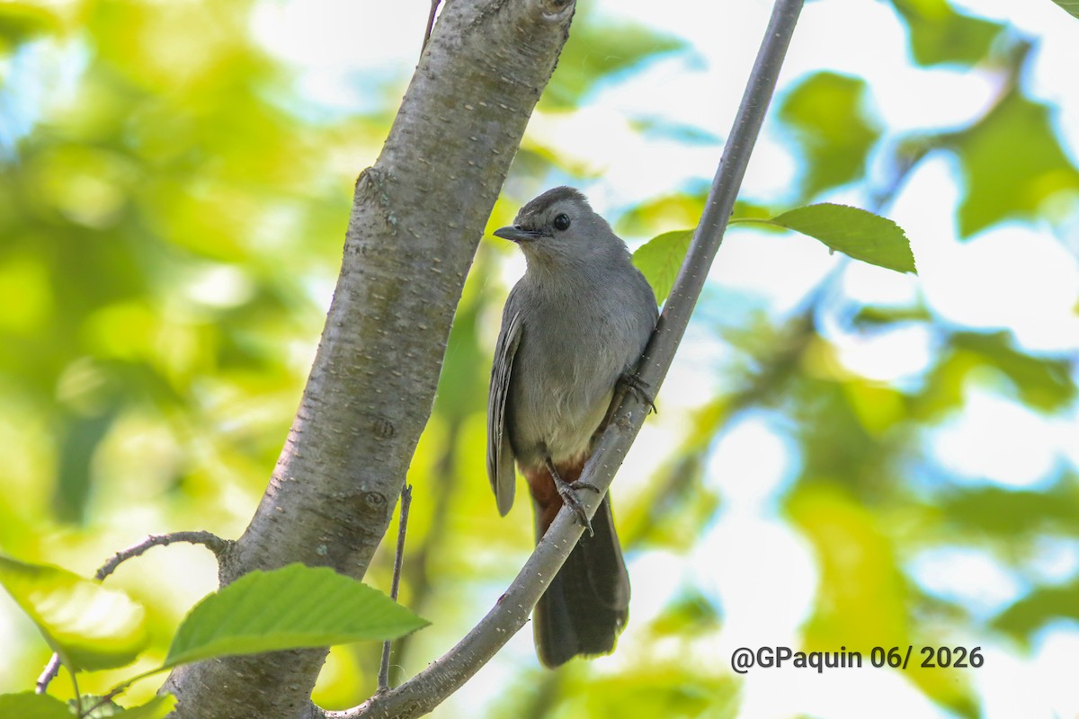 Gray Catbird - ML659817788