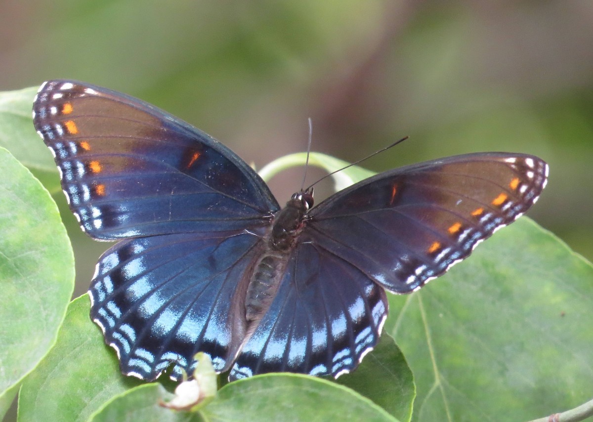 Red-spotted Purple - ML659818406
