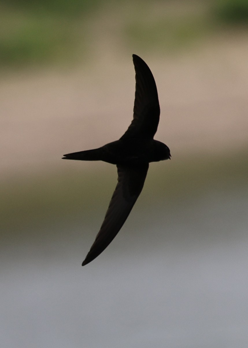 Common Swift - ML659819095