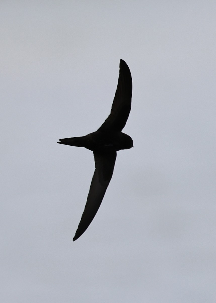 Common Swift - ML659819108