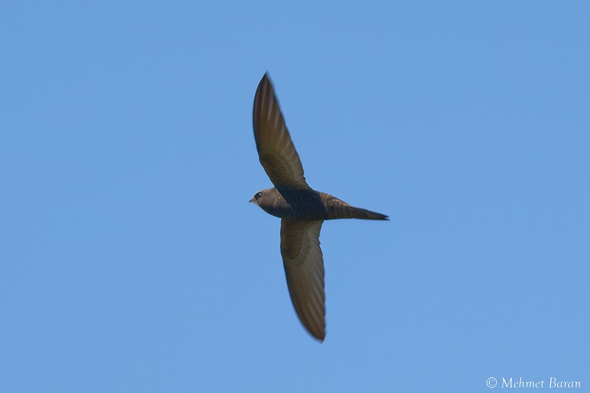 Common Swift - ML659820877