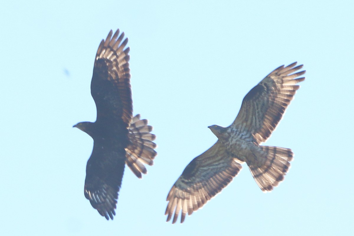 European Honey-buzzard - ML659821246