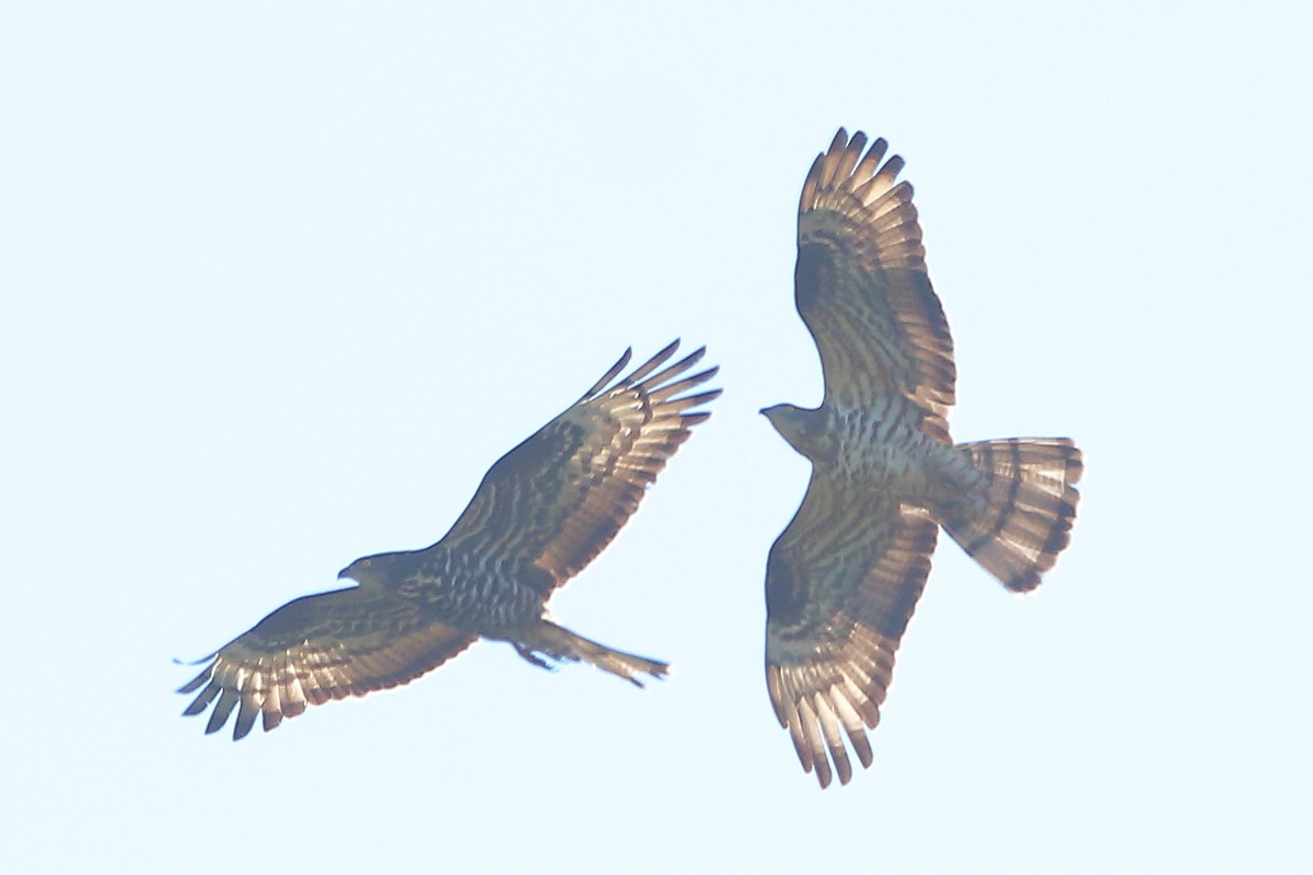 European Honey-buzzard - ML659821247