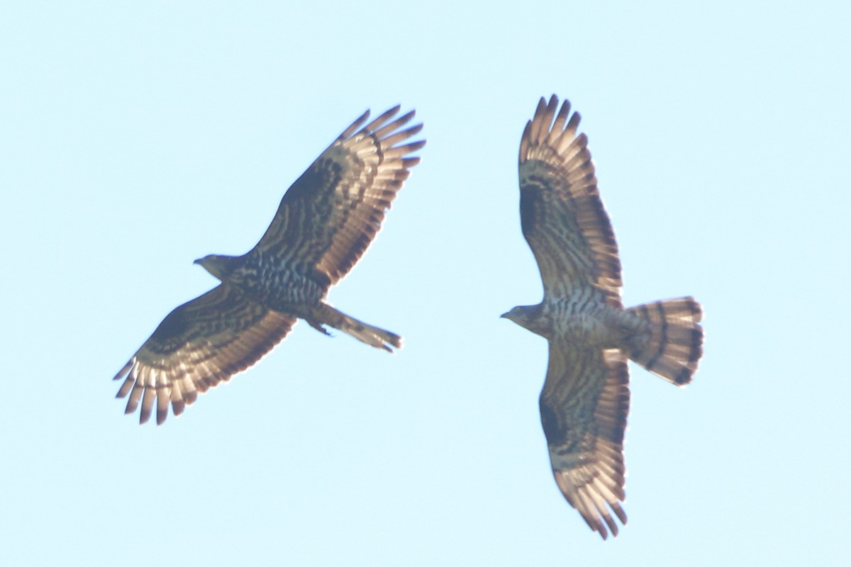 European Honey-buzzard - ML659821248