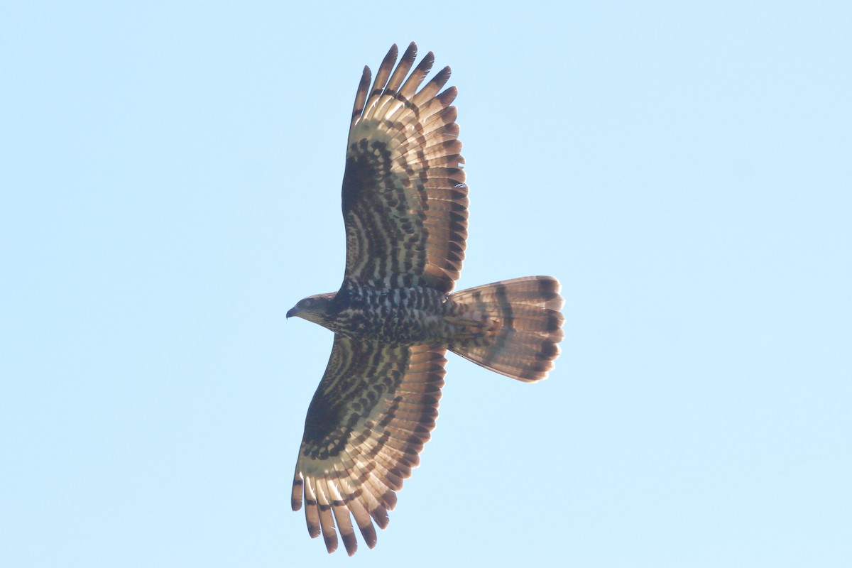 European Honey-buzzard - ML659821250