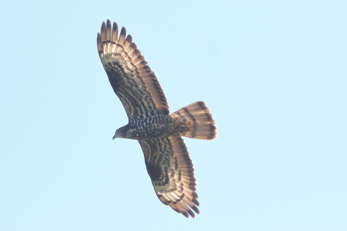 European Honey-buzzard - ML659821252