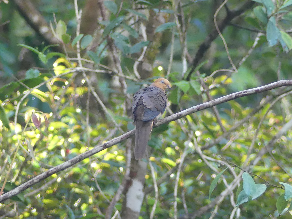 Little Cuckoo-Dove - ML659821256