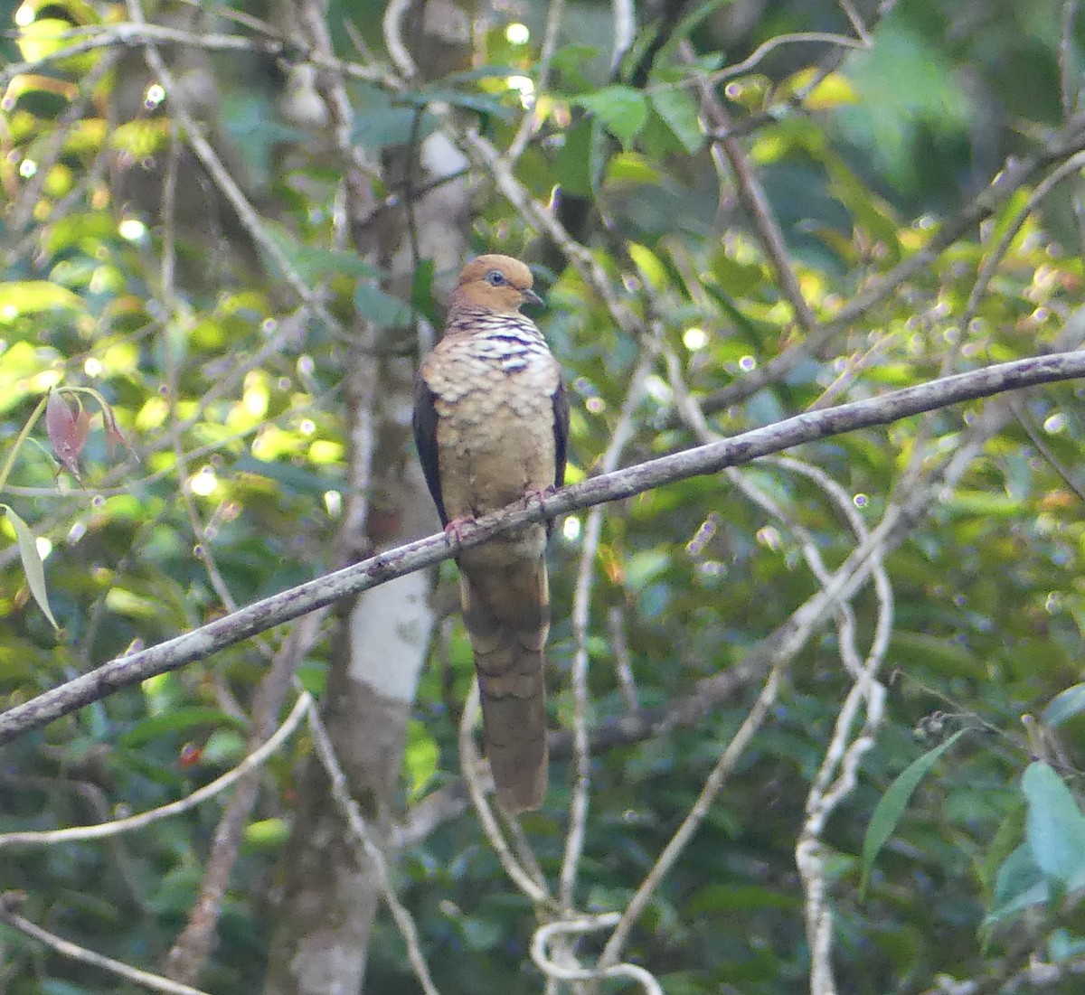 Little Cuckoo-Dove - ML659821409