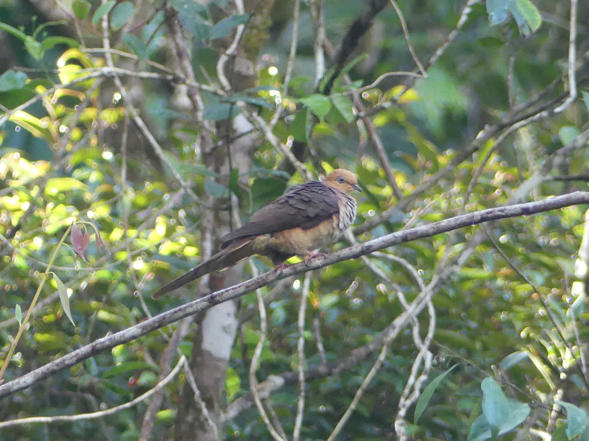 Little Cuckoo-Dove - ML659821428