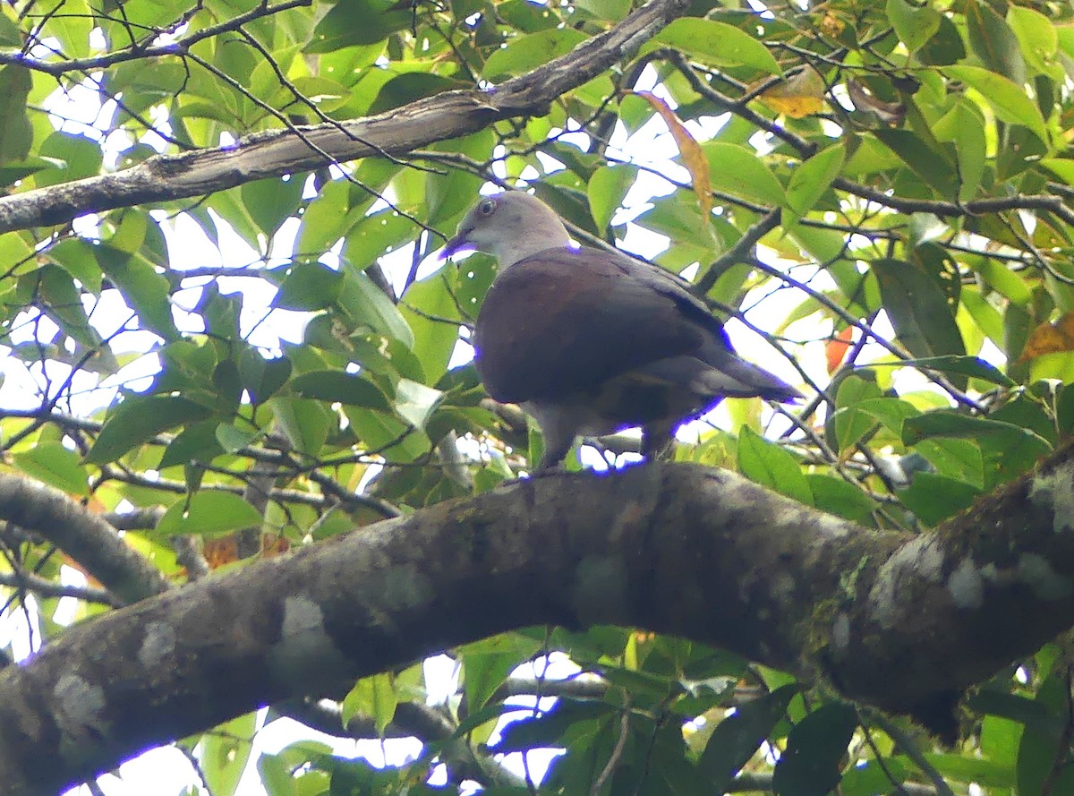 Mountain Imperial-Pigeon - ML659821569